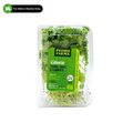 Pedro Farms — Cilantro