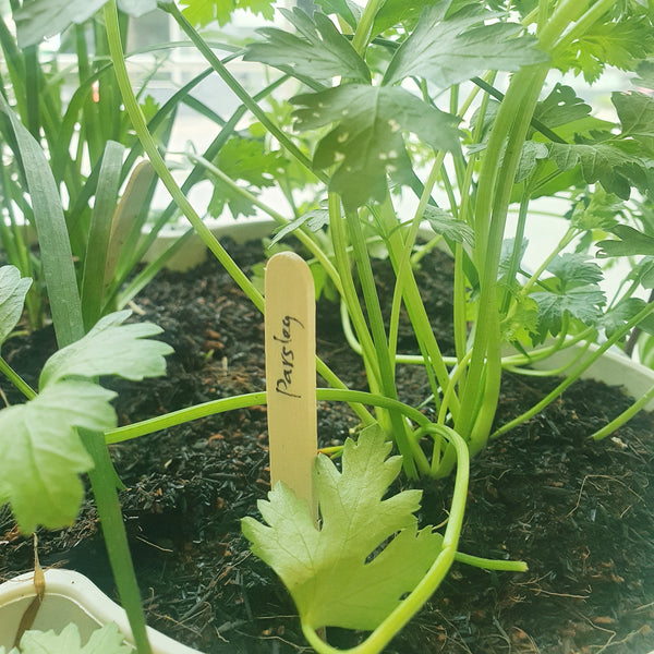 Organic Herbs in Stackable Pots