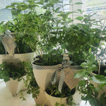 Organic Herbs in Stackable Pots