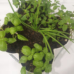 Organic Herbs in Stackable Pots