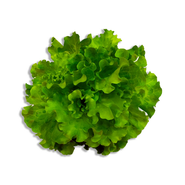 Herbivore — Batavia Lettuce