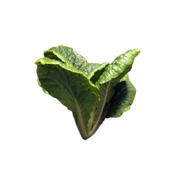 Herbivore — Chinese Cabbage (Wa Wa Tsai)