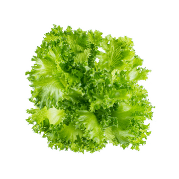 Herbivore — Crystal Lettuce