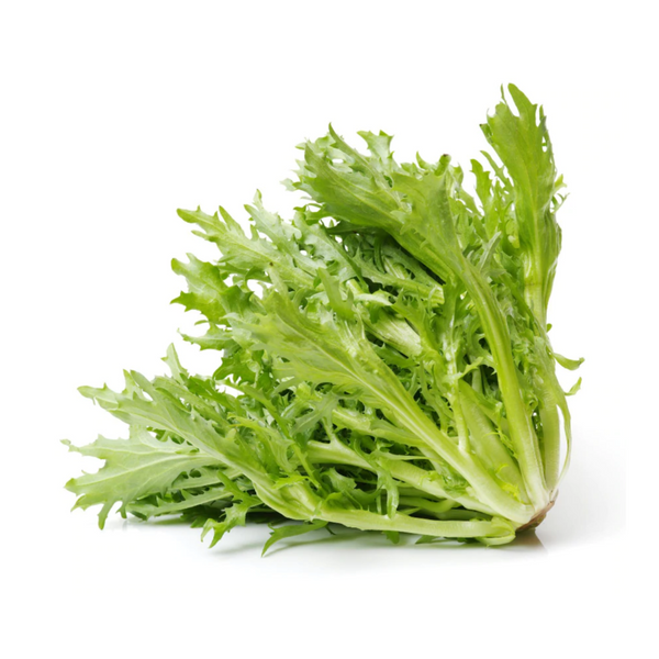 Herbivore — Frisee Lettuce