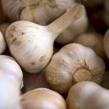 Garlic