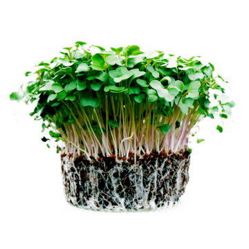 Herbivore — Microgreens