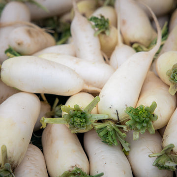Radish