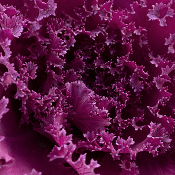 Red Cabbage