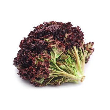 Herbivore — Red Lettuce