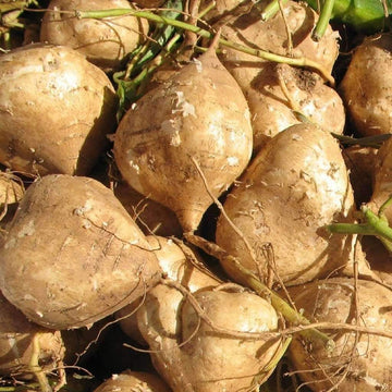 Singkamas