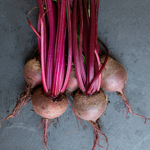 Sugar Beets