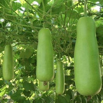 Upo