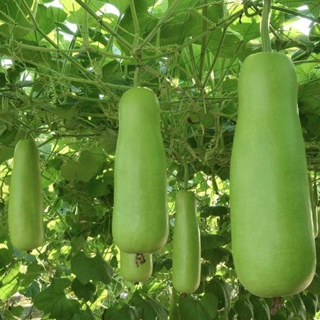 Upo